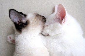 爱游戏app-“足球运动在农村地区普及成效显著”，农村小学足球运动的意义