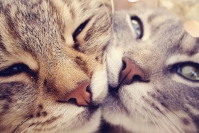 爱游戏在线登录入口-“意甲追赶赛火热展开，争夺欧战席位”，意甲比赛集锦